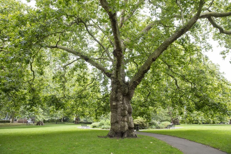 Brunswick Square. Photograph Fernando Manoso